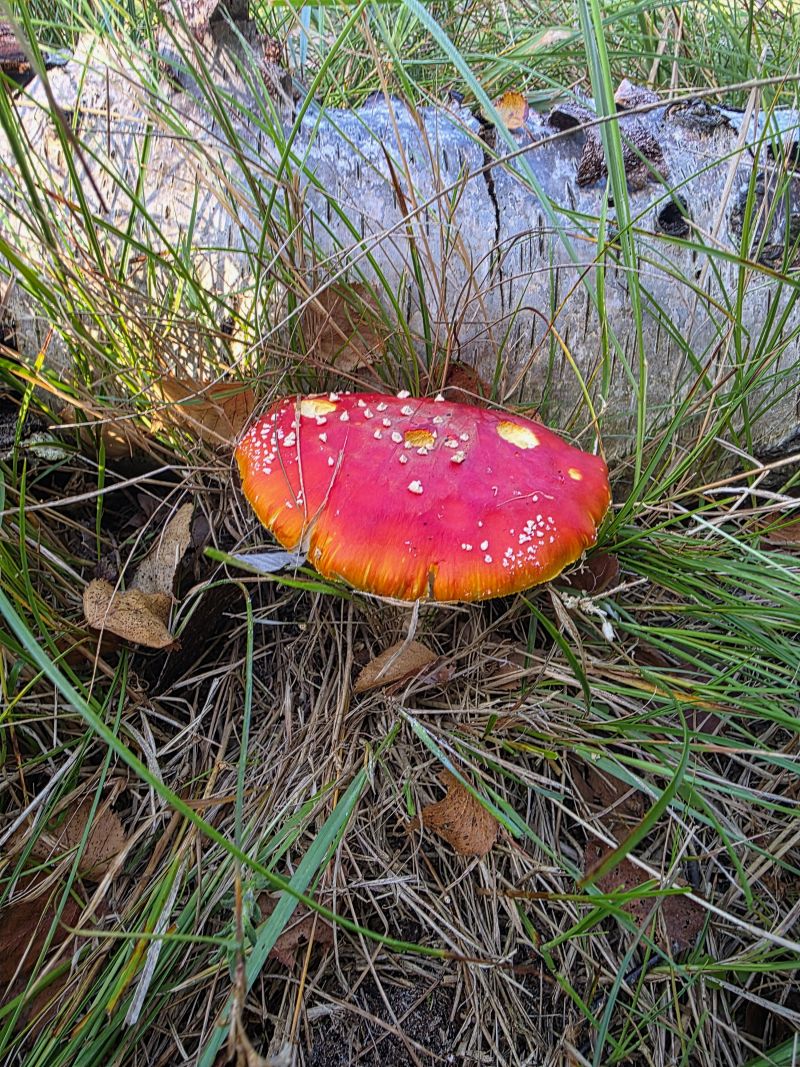 Vliegenzwam in het gras, vlak bij het huisje